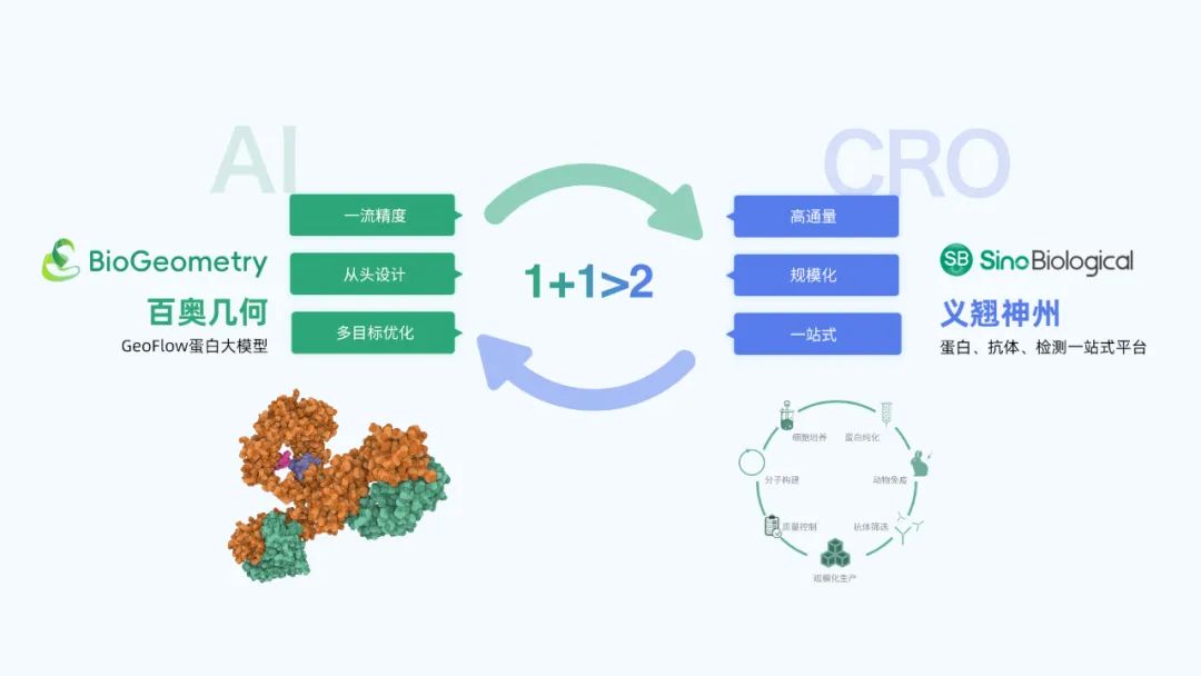 企业资讯｜百奥几何与义翘神州扩大合作 生成式AI深度赋能蛋白研发