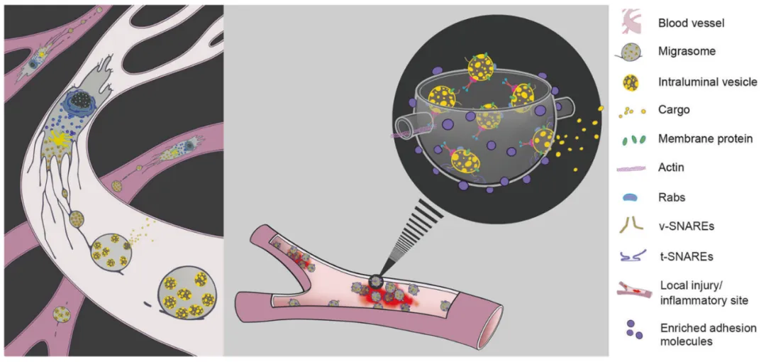 企业资讯丨迈格松生物科学创始人清华大学俞立提出细胞因子释放和递送新机制