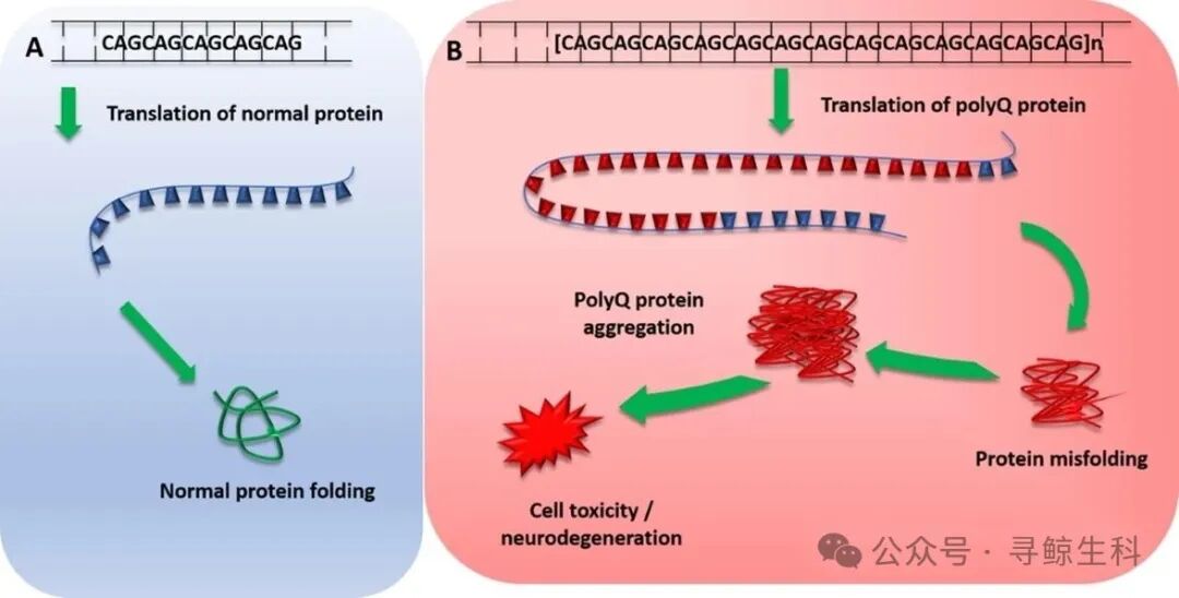 企业资讯丨AI赋能靶向RNA小分子药物研发：寻鲸生科XGEN-049完成PCC提名，全球SCA3治疗迎来重大突破